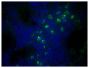 Paraffin embedded mouse lymph node section was stained with Goat Anti-Mouse IgM, Human ads-BIOT (SB Cat. No. 1020-08) followed by Streptavidin-FITC (SB Cat. No. 7100-02) and DAPI.