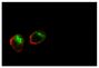 Human plasmacytoid dendritic cells cultured overnight in the presence of IL-13 were stained with an anti-BDCA2 antibody conjugated to AF647 followed by Mouse Anti-Human CD107a-UNLB (SB Cat. No. 9835-01) and a conjugated secondary antibody.<br/>Image from Pellerin A, Otero K, Czerkowicz JM, Kerns HM, Shapiro RI, Ranger AM, et al. Anti-BDCA2 monoclonal antibody inhibits plasmacytoid dendritic cell activation through Fc-dependent and Fc-independent mechanisms. EMBO Mol Med. 2015;7:464-76. Figure 2(b)<br/>Reproduced under the Creative Commons license https://creativecommons.org/licenses/by/4.0/
