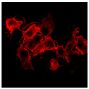 HeLa cells transfected with FLAG tagged porcine CD4.A vector were stained with Mouse Anti-Porcine CD4-PE (SB Cat. No. 4515-09).<br/>Image from Matsubara T, Nishii N, Takashima S, Takasu M, Imaeda N, Aiki-Oshimo K, et al. Identification and characterization of two CD4 alleles in Microminipigs. BMC Vet Res. 2016;12:222. Figure 6(b)<br/>Reproduced under the Creative Commons license https://creativecommons.org/licenses/by/4.0/