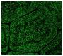 Frozen chicken bursa of Fabricius tissue section was stained with Mouse Anti-Chicken Bu-1-UNLB (SB Cat. No. 8395-01) followed by a secondary antibody.<br/>Image from Ciccone NA, Mwangi W, Ruzov A, Smith LP, Butter C, Nair V. A B-cell targeting virus disrupts potentially protective genomic methylation patterns in lymphoid tissue by increasing global 5-hydroxmethylcytosine levels. Vet Res. 2014;45:108. Figure 4<br/>Reproduced under the Creative Commons license https://creativecommons.org/licenses/by/4.0/
