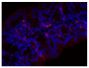 Paraffin embedded mouse small intestine tissue section was blocked with Normal Rabbit Serum (SB Cat. No. 0040-01) and stained with Rat Anti-Mouse IgA-UNLB (SB Cat. No. 1165-01) followed by Rabbit Anti-Rat IgG(H+L), Human ads-BIOT (SB Cat. No. 6185-08), Streptavidin-CY3 (SB Cat. No. 7100-12), DAPI, and mounted with Fluoromount-G<sup>&reg;</sup> Anti-Fade (SB Cat. No. 0100-35).