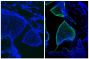 Frozen newborn mouse cartilage section was stained with Mouse IgG<sub>1</sub>-UNLB isotype control (SB Cat. No. 0102-01; left) and Mouse Anti-Type II Collagen-UNLB (right) followed by Goat Anti-Mouse IgG<sub>1</sub>, Human ads-FITC (SB Cat. No. 1070-02) and DAPI.