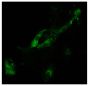Infectious salmon anemia virus (ISAV) infected primary gill epithelial cells were stained with anti-ISAV haemagglutinin esterase followed by Goat Anti-Mouse Ig, Human ads-FITC (SB Cat. No. 1010-02).<br/>Image from Weli SC, Aamelfot M, Dale OB, Koppang EO, Falk K. Infectious salmon anaemia virus infection of Atlantic salmon gill epithelial cells. Virol J. 2013;10:5. Figure 4(a)<br/>Reproduced under the Creative Commons license https://creativecommons.org/licenses/by/2.0/