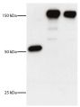 Lane 1 - DEC Monoclonal Antibody<br/>Lane 2 - DEC-HER2 Monoclonal Antibody<br/>Lane 3 - Control Ig-HER2 Monoclonal Antibody<br/>HER2 extracellular domain was cloned in frame into the COOH terminus of anti-DEC (DEC-HER2).  DEC, DEC-HER2, and control mouse IgG were resolved by electrophoresis, transferred to membrane, and probed with Goat Anti-Mouse IgG<sub>1</sub>, Human ads-HRP (SB Cat. No. 1070-05) and chemiluminescent detection.<br/>Image from Wang B, Zaidi N, He L, Zhang L, Kuroiwa JM, Keler T, et al. Targeting of the non-mutated tumor antigen HER2/neu to mature dendritic cells induces an integrated immune response that protects against breast cancer in mice. Breast Cancer Res. 2012;14:R39. Figure 1(b)<br/>Reproduced under the Creative Commons license https://creativecommons.org/licenses/by/2.0/