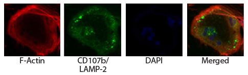 Unlabeled Anti-Mouse CD107b, ABL-93 | SouthernBiotech