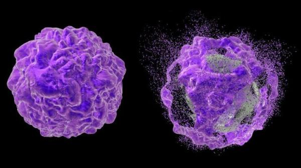 Assays to detect apoptosis