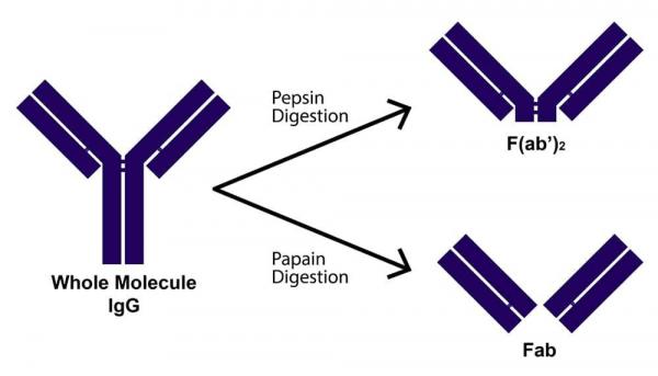 Whole Molecule Versus Fragmented Antibodies