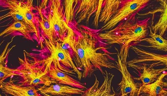 Introduction to Immunocytochemistry