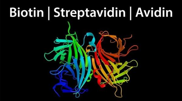Biotin, Avidin, and Streptavidin
