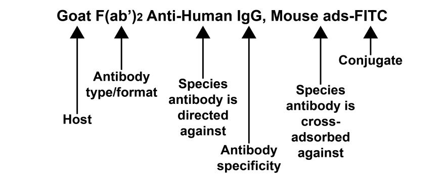Secondary-Antibody-Nomenclature