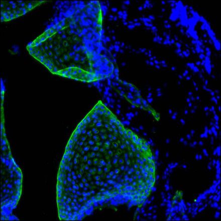 SecondaryAntibodies3