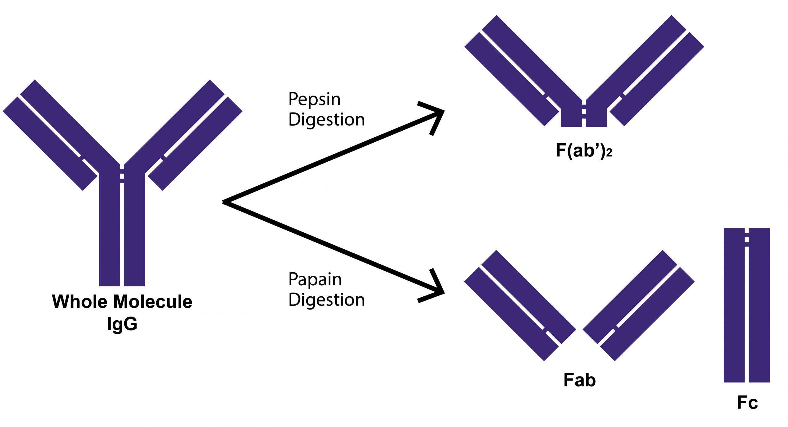 Antibody_Fragmentation_22Jul21-01