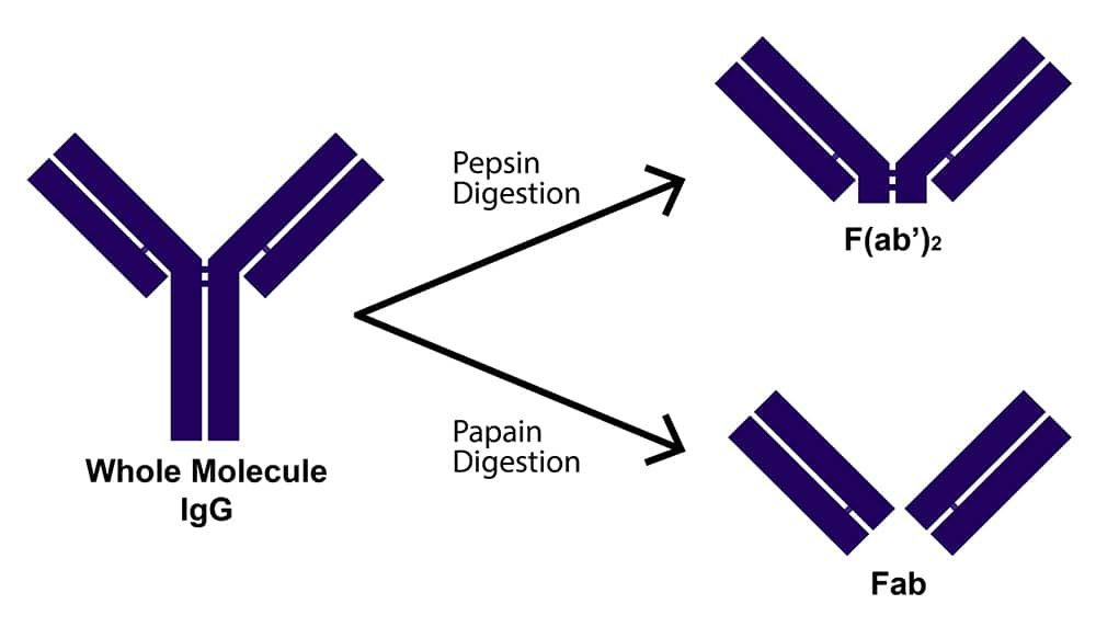 Antibody_Fragmentation