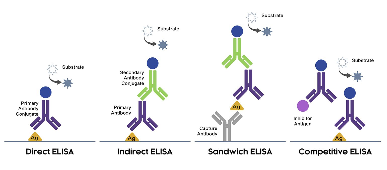 ELISA_Diagram@2x.jpg