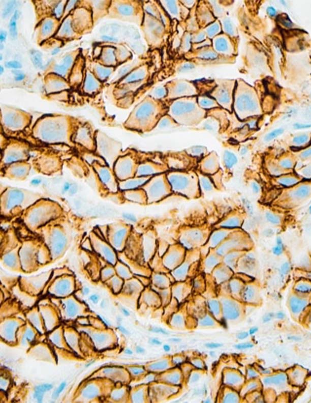 Latest-IHC-Resources